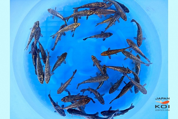 WYSIWYG Tosai Tateshita Mix Selected 15-19 cm x 40pcs : Aragoke, Kawari