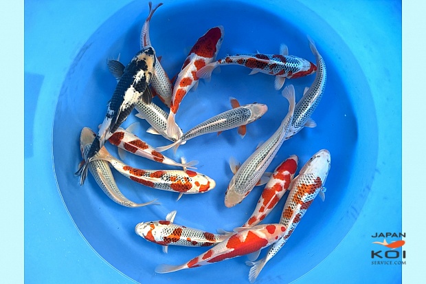 WYSIWYG Tosai Tateshita Mix Selected x 15pcs