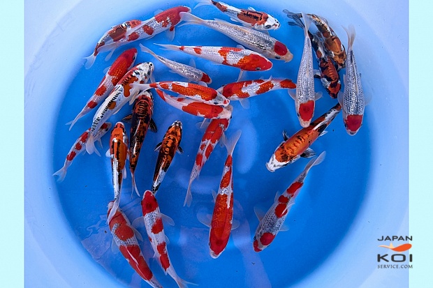 WYSIWYG Tosai Tateshita Mix Selected x 25pcs