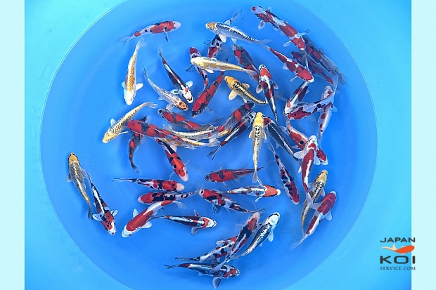 WYSIWYG Tosai Tateshita Mix Selected x 50pcs 