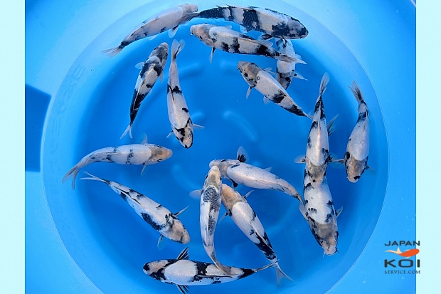 WYSIWYG Tosai Tateshita Shiro Utsuri Selected x 16pcs