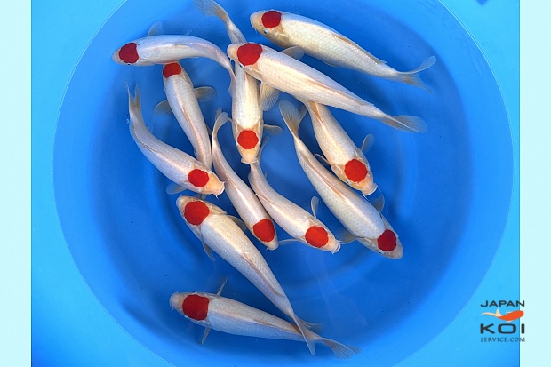 WYSIWYG Tosai Tateshita Tancho x 12pcs