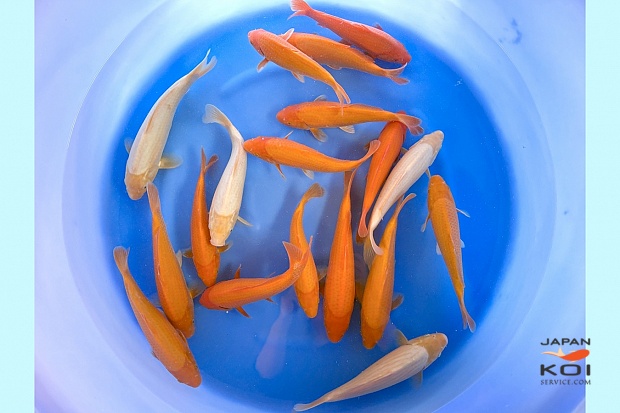 WYSIWYG Sakai Fish Farm Tosai Mango Karashi / White Karashi Selected x 18pcs