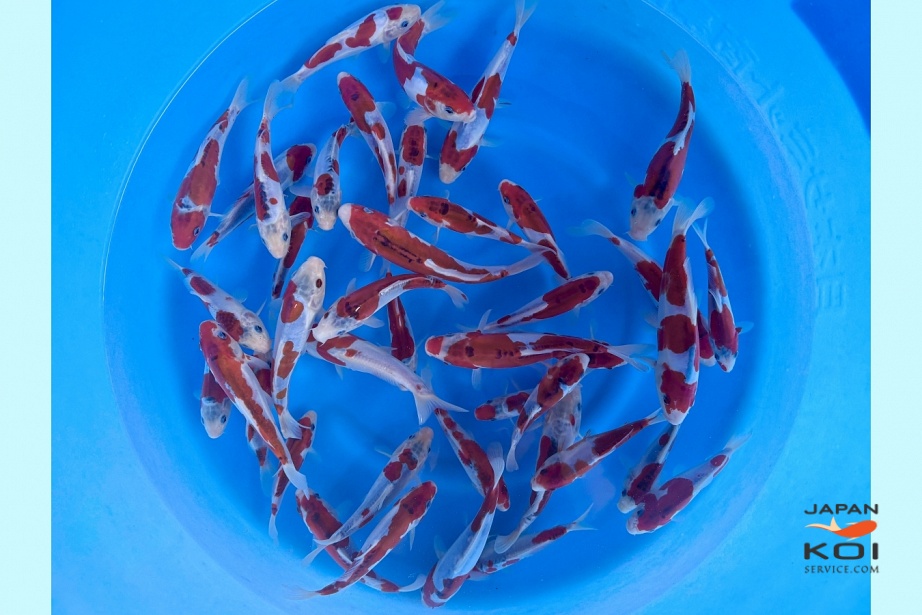- Limited Boxes - Tosai Kawari Shusui : 14-20 cm (Sample) TKKO-007