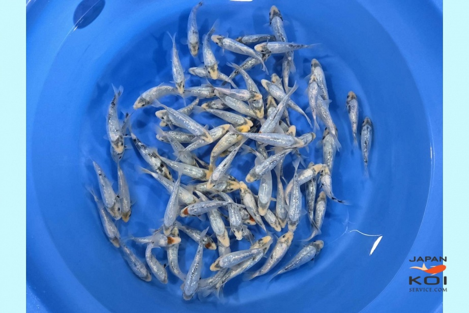 Special offer: 1Y Ginrin Shiro Utsuri / 80 pcs / Total 2 Boxes OMO-001