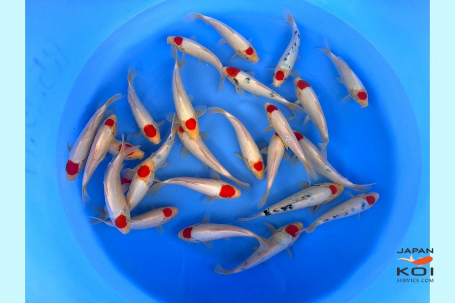 1Y Tancho Kohaku / Tancho Sanke WYSIWYG SPR-805