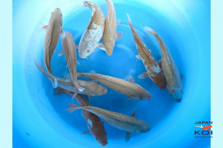 2sai Breeder's Pick Doitsu Kawari x 8pcs : 35-40 cm MRSE-010