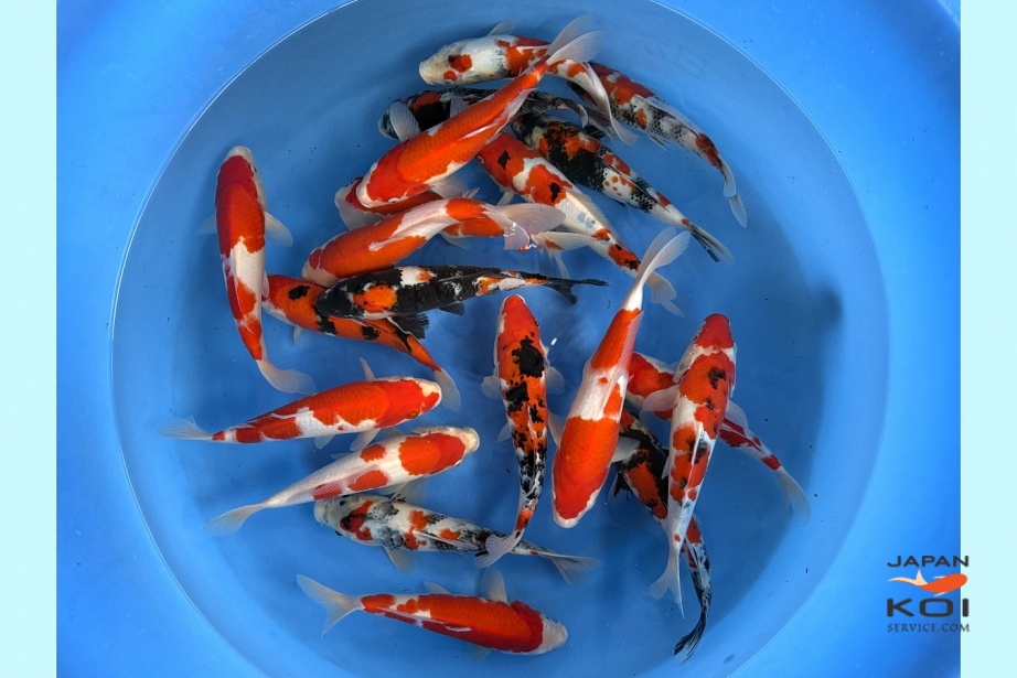 2sai Gosanke Mix (Breeder's Choice) MRSE-001 