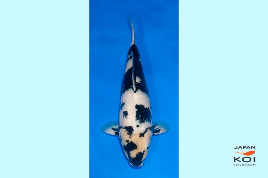 2Y HQ Female Shiro Utsuri 2nd place Ogata Cup 2025 OGT 2-2026