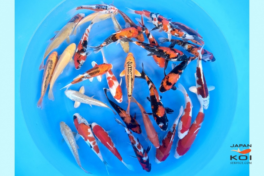 Tosai Mix : 18-23 cm (Sample) MRSE-030