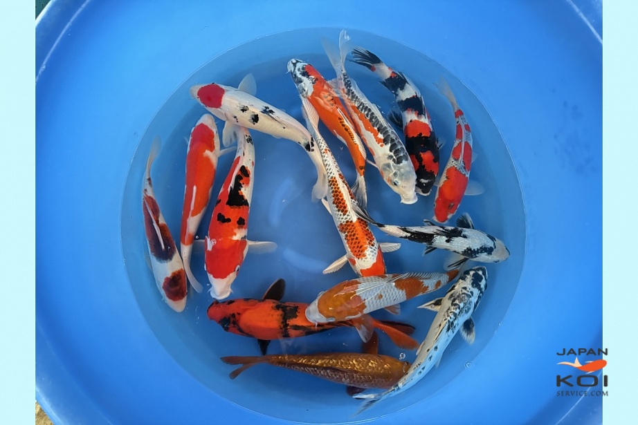 Nisai Mix Better Grade x 10pcs (Breeder's Choice) : 32-38 cm FUKA-006