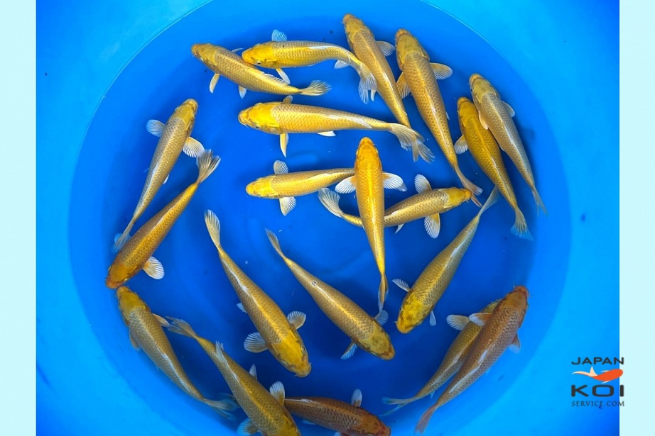 Small 2sai : Yamabuki 25-30 cm MRSE-005