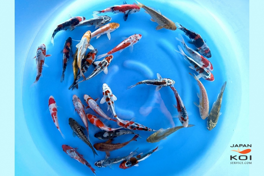 Tosai All Mix : 13-16 cm (Sample) MYTR-001