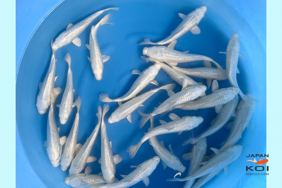 Tosai GR Platinum : 20-22 cm (Sample) SKZM-012