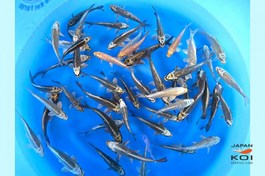 Tosai Hikari One Color Mix (Momotaro Parents) : 16-20 cm (Sample) KNNO-007