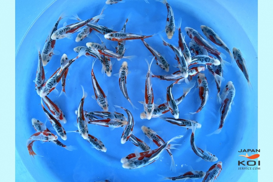 Tosai HQ Shusui : 12-15 cm (Sample) YMJU-002