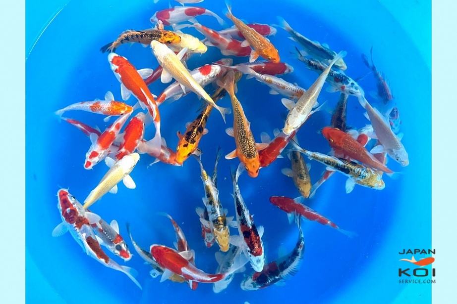 Tosai Mix 12-15 cm (Sample)  YAMS-001