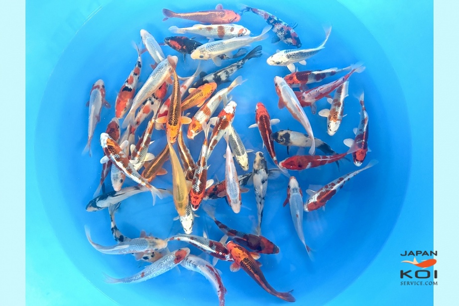 Tosai Mix : 16-18 cm (Sample) HSKI-003