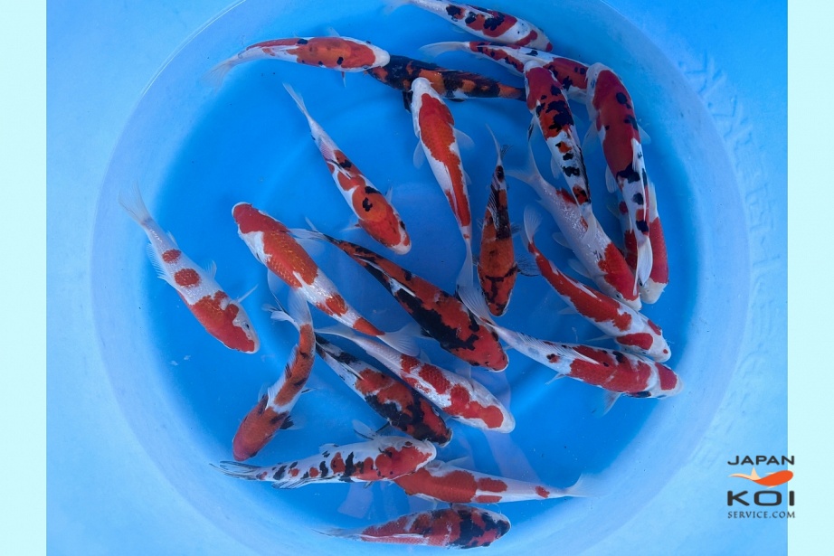 Tosai Mix : 18-22 cm (Sample) TKKO-008