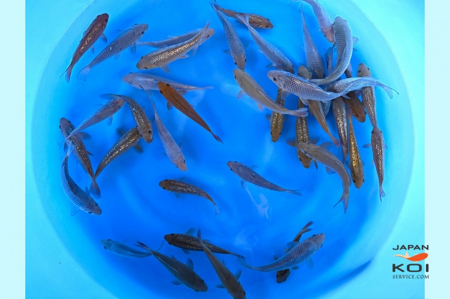 Tosai One Color Mix :   16-20 cm (Sample) KNNO-006