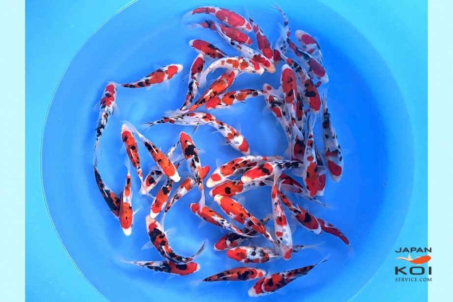 Tosai Sanke : 16-20 cm (Sample) IZMI-003