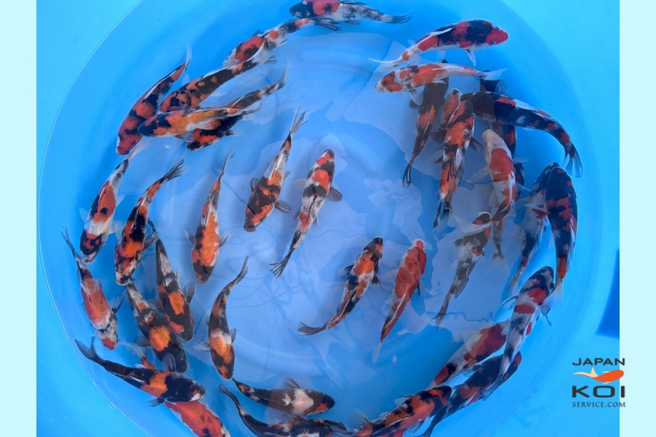 Tosai Showa : 16-20 cm (Sample) IZMI-002