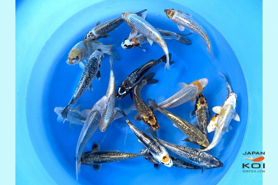 WYSIWYG Tosai Tateshita Ikarashi Special Mix Selected x 20pcs SPS-529