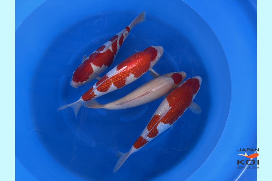 WYSIWYG 2sai Kohaku male, tancho male 2x ginrin kohaku female no guarantee  Selected x 4pcs SPJ-01