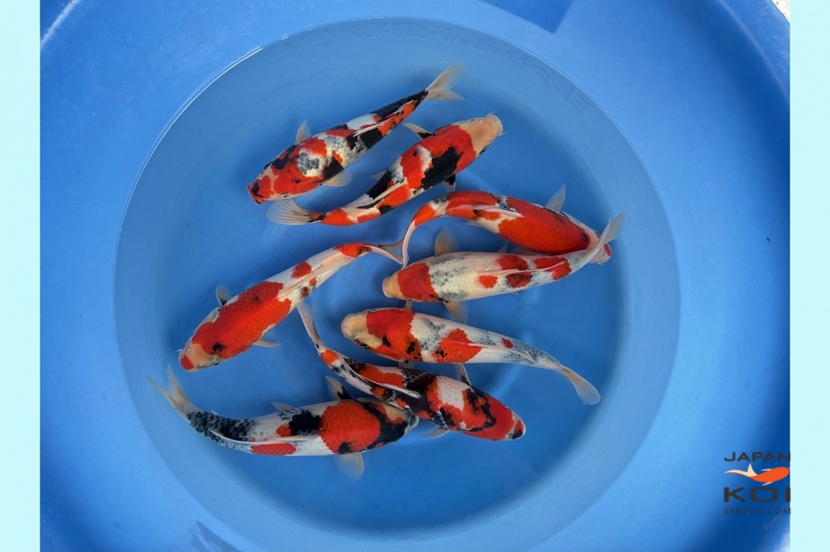 Stock Japan Koi Service Japan for the Worldwide export of Nishikigoi ...