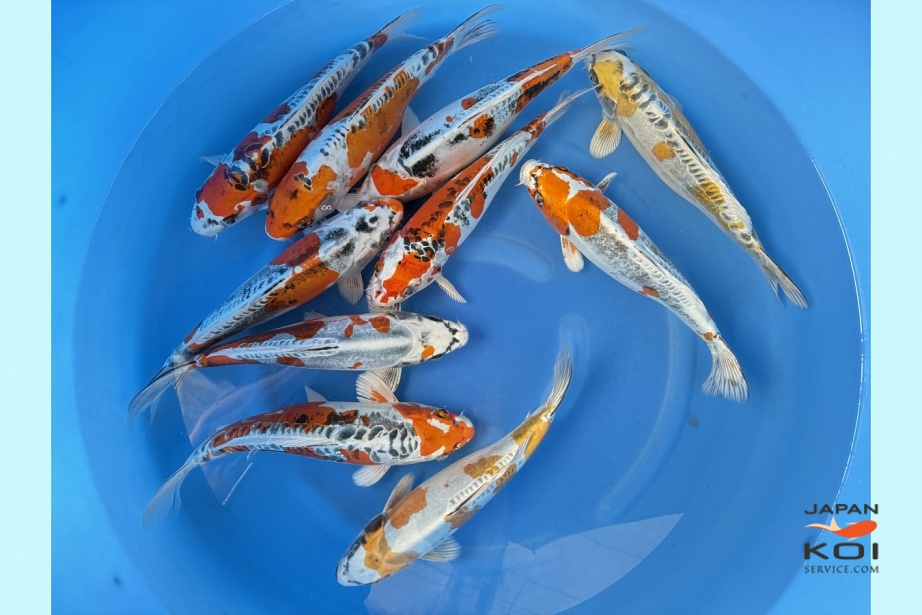  WYSIWYG Kikokuryu mix 10pcs SPJ-69