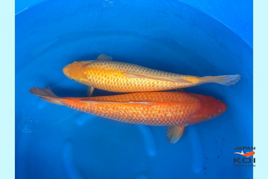 WYSIWYG Sansai gr red karashigoi 64 cm golden corn 59 cm SPJ-12