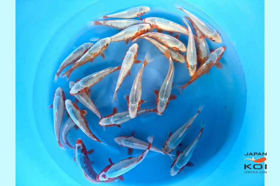 WYSIWYG Tosai Asagi Selected x 26pcs SPS-301