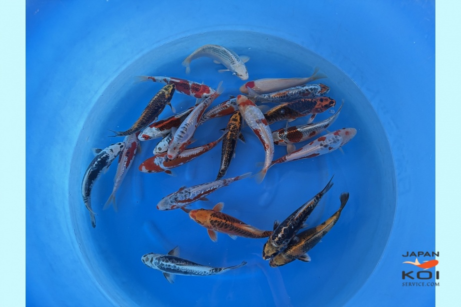 WYSIWYG Tosai mix selected 22pcs SPJ-127