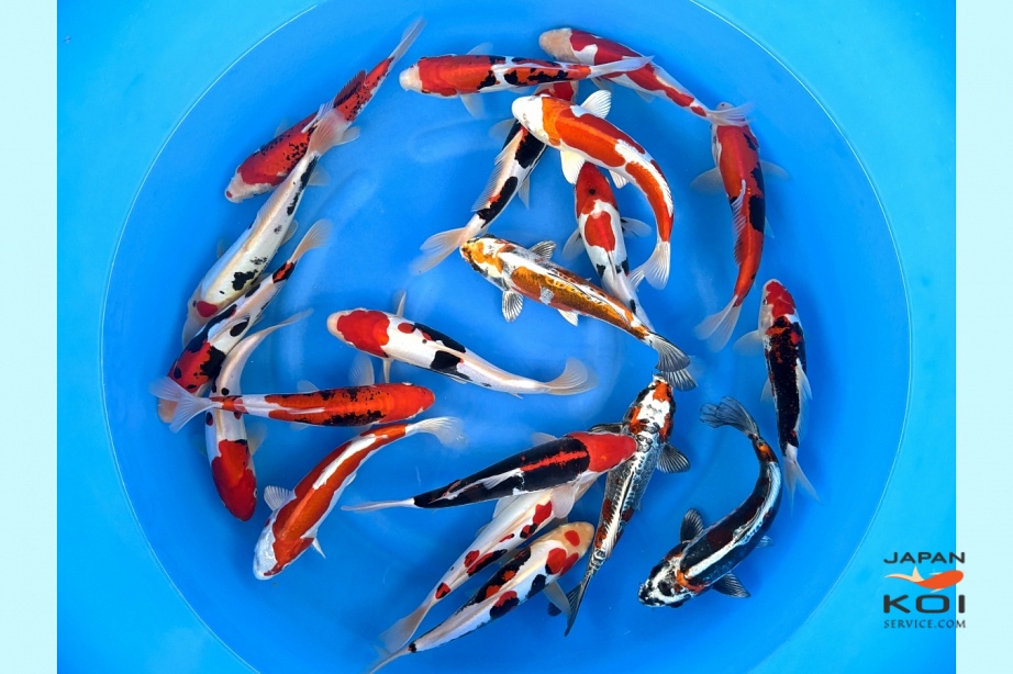 WYSIWYG Tosai Mix Selected x 20pcs  SPS-238 