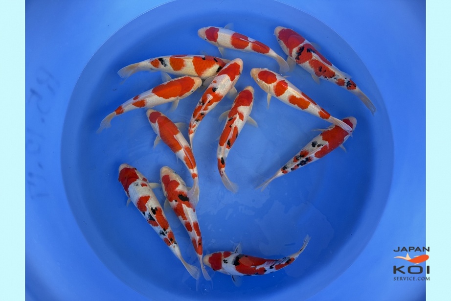 WYSIWYG Tosai sanke + kohaku selected with certificate 12pcs SPJ-200