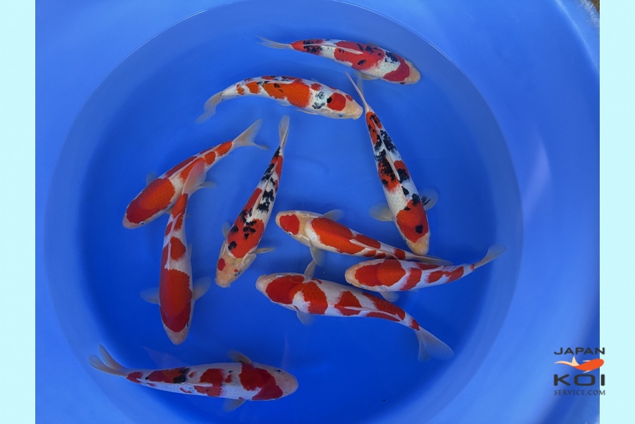 WYSIWYG Tosai tateshita kohaku + sanke female (no guarantee) 12pcs SPJ-223