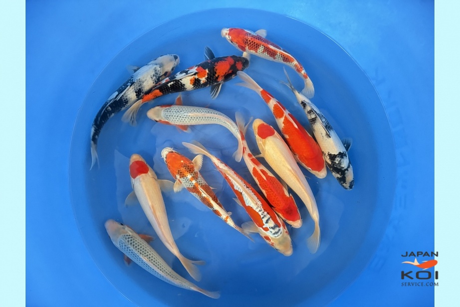 WYSIWYG Tosai tateshita mix selected 12pcs SPJ-285