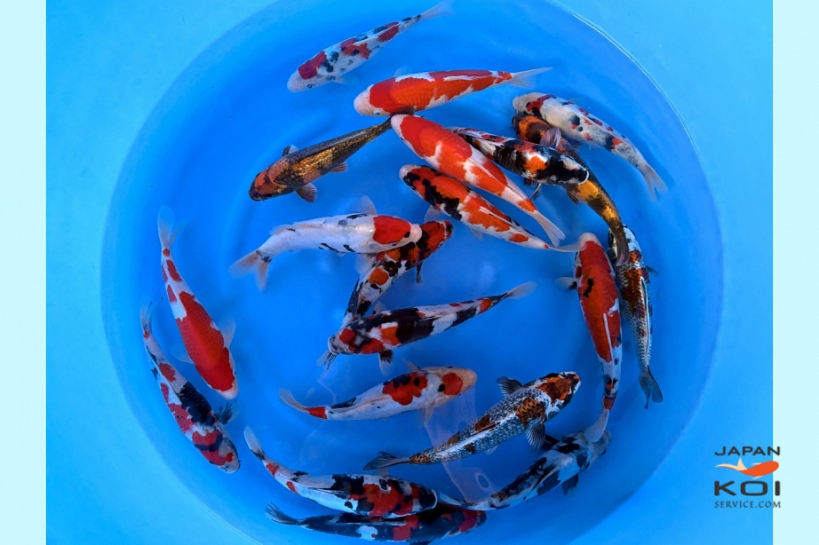 WYSIWYG Tosai Tateshita Mix Selected x 20pcs SPS-296