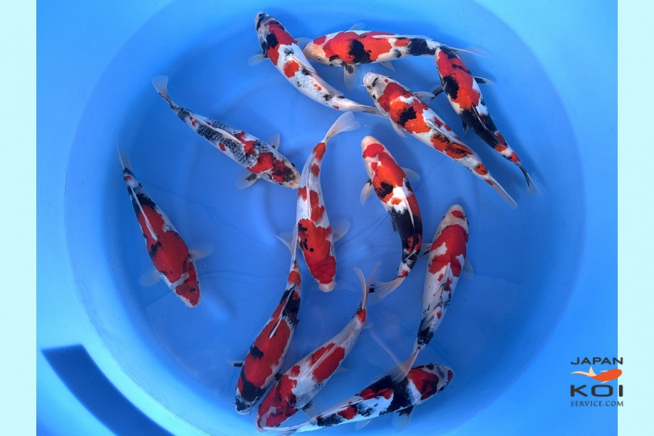 WYSIWYG Tosai Tateshita Showa x 12pcs with blank certificates SPS-504