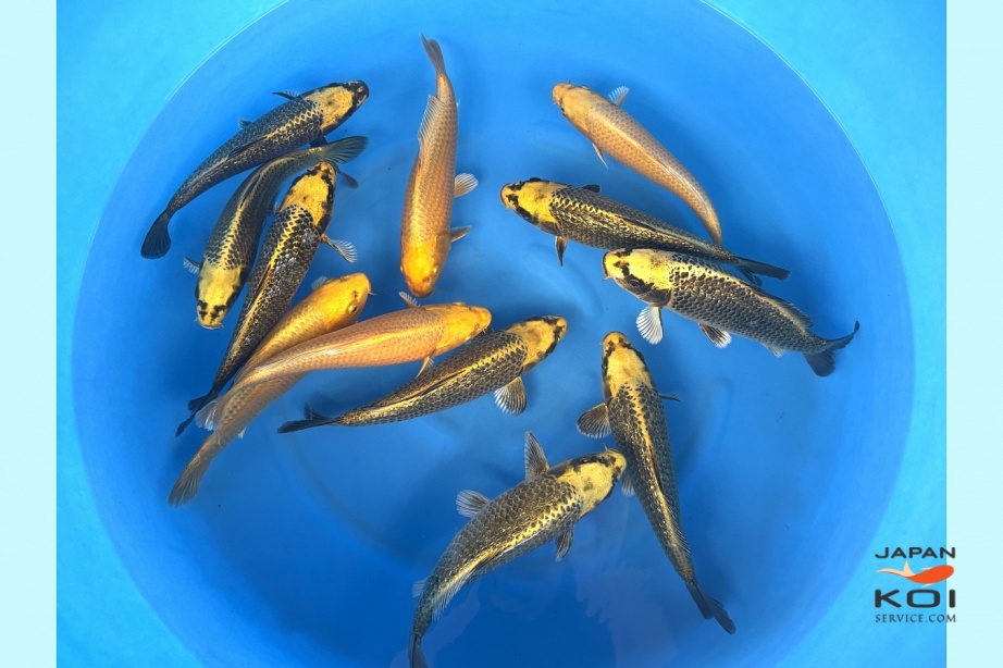 WYSIWYG Tosai Tateshita Yamabuki Sumibuki  x 12pcs SPS-403